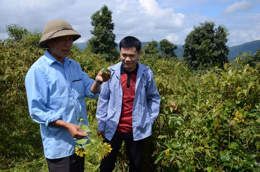Bên cạnh tác hại của lá ngón, hiện nay các hoạt động tuyên truyền tại huyện Điện Biên Đông tập trung vào việc hướng dẫn kỹ năng phát hiện, sơ cấp cứu đối với các trường hợp tự tự bằng lá ngón.