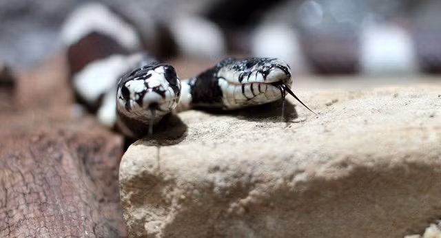 Xem cách đối xử kỳ lạ của người dân Ấn Độ với con rắn hổ mang 2 đầu cực hiếm