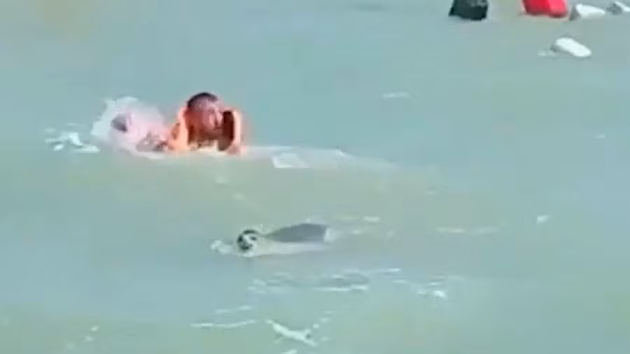 Video hải cẩu tấn công người ở biển Caspi