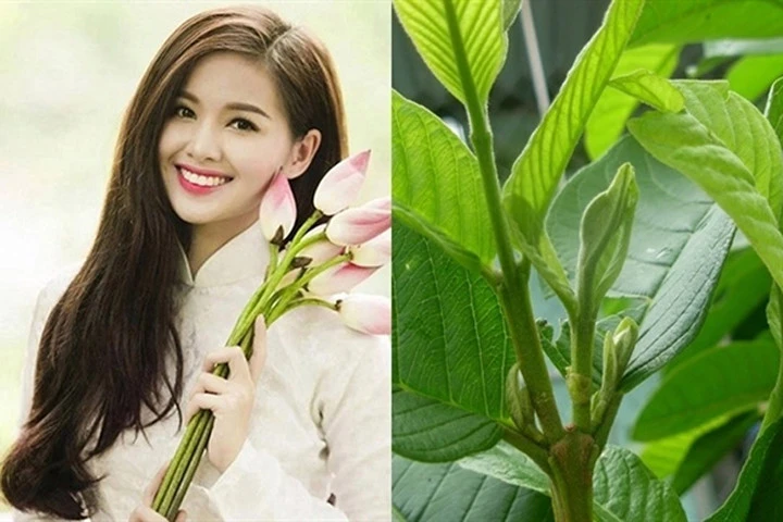 Đun sôi các loại lá gội đầu giúp tóc đen khỏe chỉ sau vài ngày
