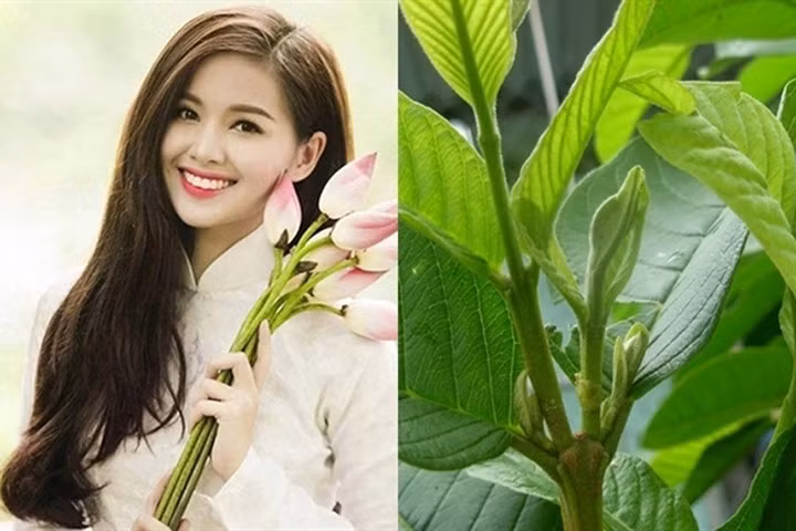 Đun sôi các loại lá gội đầu giúp tóc đen khỏe chỉ sau vài ngày