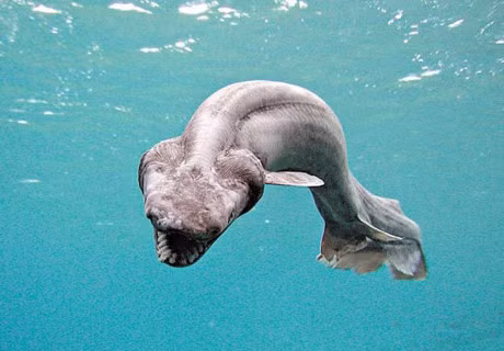 10 loai ca co be ngoai ki di nhat hanh tinh - Anh 2