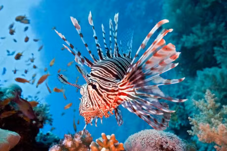 10 loai ca co be ngoai ki di nhat hanh tinh - Anh 10