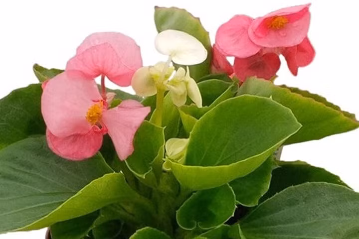 Kỹ thuật trồng cây và chăm sóc hoa thu hải đường