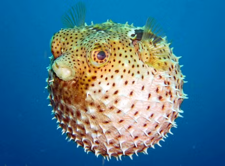 10 loai ca co be ngoai ki di nhat hanh tinh - Anh 8