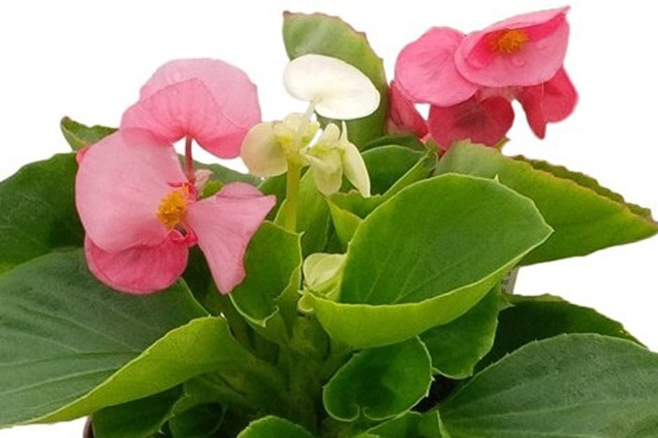 Kỹ thuật trồng cây và chăm sóc hoa thu hải đường