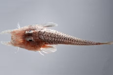 10 loai ca co be ngoai ki di nhat hanh tinh - Anh 9