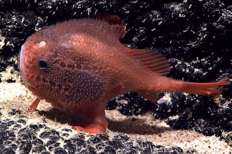 10 loai ca co be ngoai ki di nhat hanh tinh - Anh 4