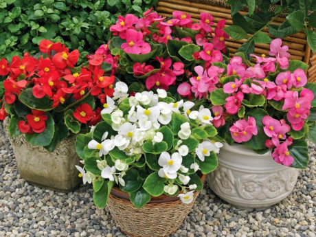 Kỹ thuật trồng cây và chăm sóc hoa thu hải đường - Ảnh 4 Ky thuat trong cay va cham soc hoa thu hai duong - Anh 4