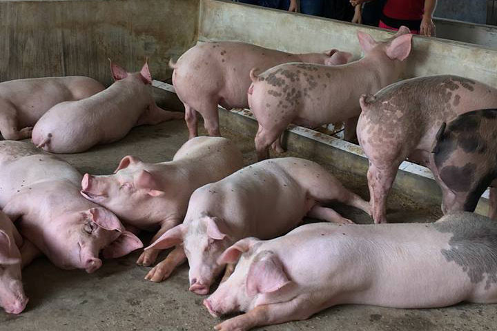 Lợn tẩm bổ tảo xoắn tươi: Đắt gấp 2 bò Mỹ, khách canh giờ xin mua