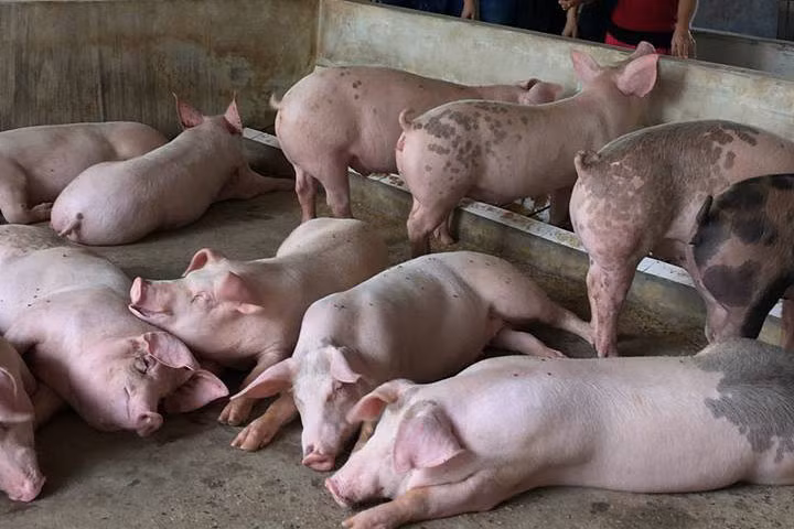 Lợn tẩm bổ tảo xoắn tươi: Đắt gấp 2 bò Mỹ, khách canh giờ xin mua