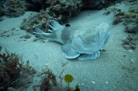 10 loai ca co be ngoai ki di nhat hanh tinh - Anh 6