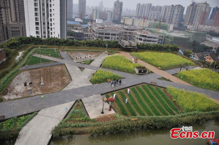 Ngắm nông trại khổng lồ 10.000 m2 trên nóc nhà máy