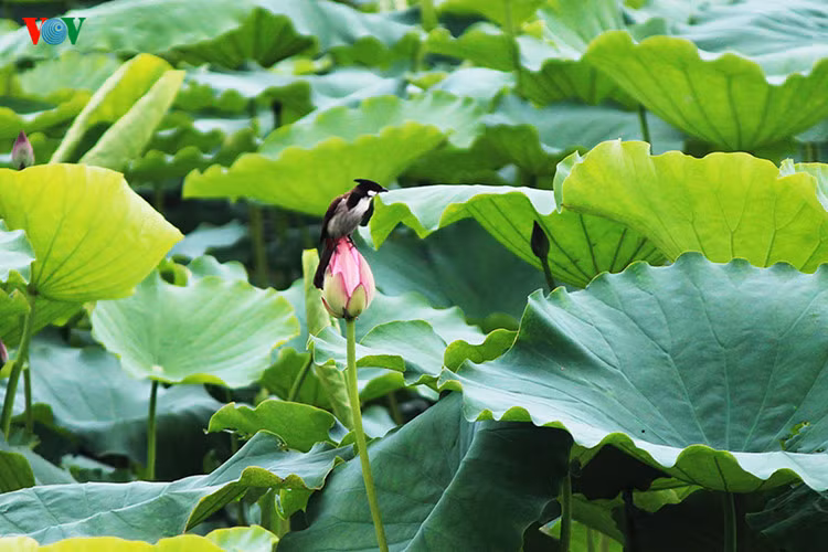 ha noi dep ngat ngay nhung sac hoa mua he hinh 17