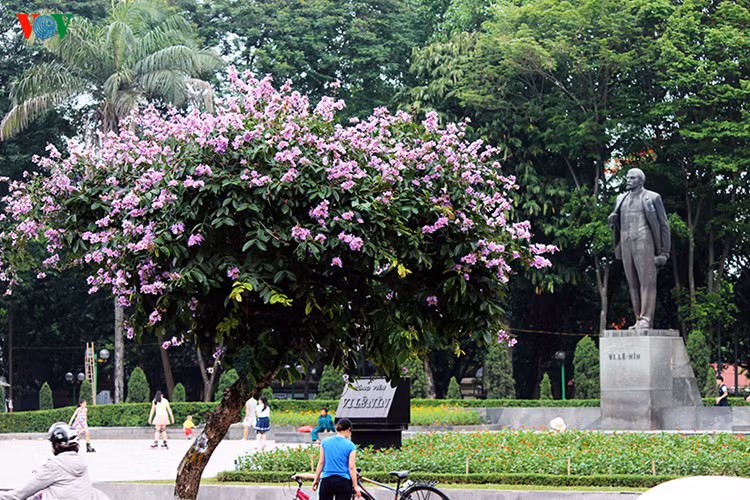 ha noi dep ngat ngay nhung sac hoa mua he hinh 11