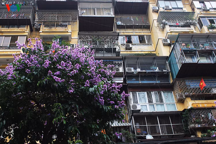 ha noi dep ngat ngay nhung sac hoa mua he hinh 9