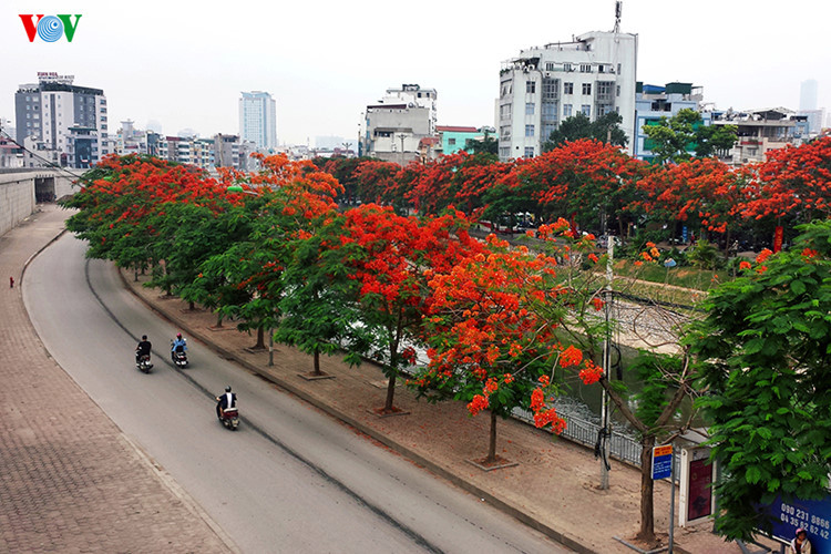 Hà Nội đẹp ngất ngây những sắc hoa mùa hè