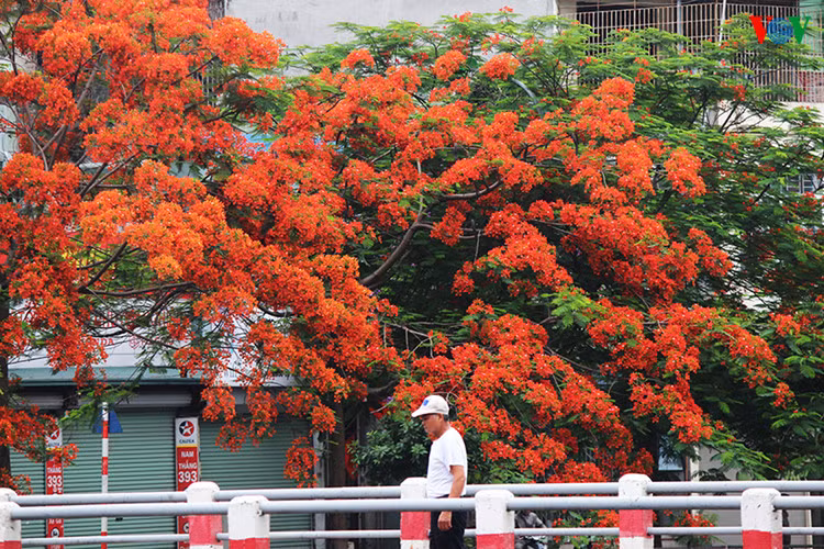 ha noi dep ngat ngay nhung sac hoa mua he hinh 3