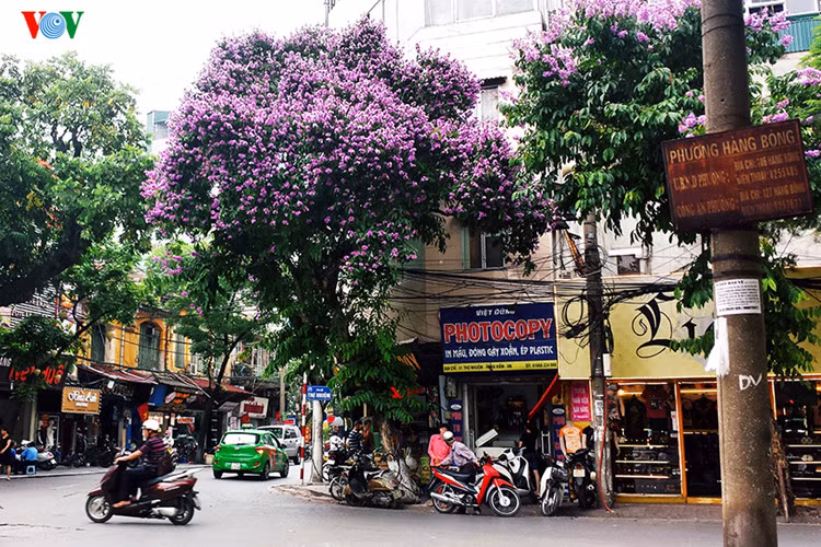ha noi dep ngat ngay nhung sac hoa mua he hinh 7