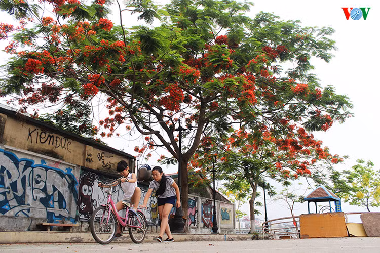 ha noi dep ngat ngay nhung sac hoa mua he hinh 4