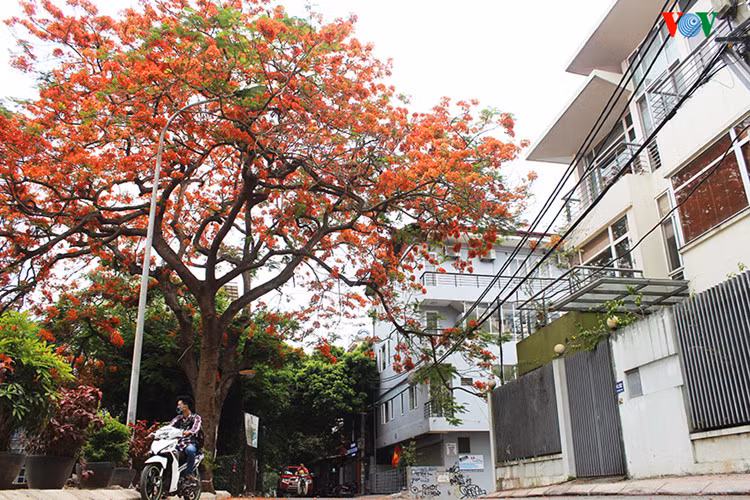 ha noi dep ngat ngay nhung sac hoa mua he hinh 6