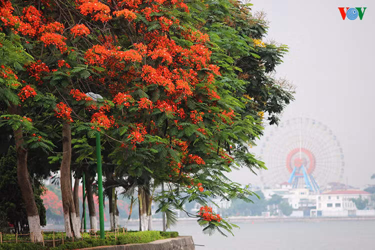 ha noi dep ngat ngay nhung sac hoa mua he hinh 5