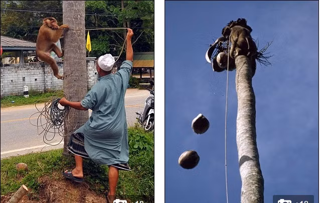 Sốc với những chú khỉ phải hái 1000 quả dừa mỗi ngày - Ảnh 1