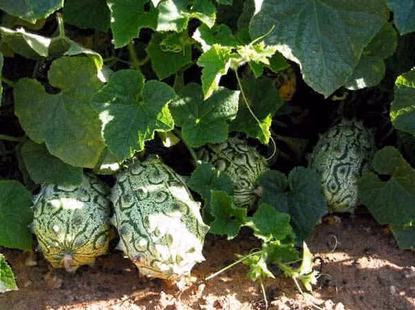 10.000 dong mot hat giong dua chuot gai nam phi hinh anh 1