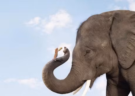 Ngoai chuot ra, day la loai vat ma voi cu nghe tieng la thao chay - Anh 1