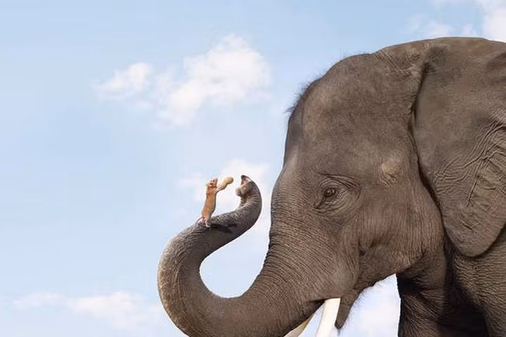 Ngoài chuột ra, đây là loài vật mà voi cứ nghe tiếng là tháo chạy