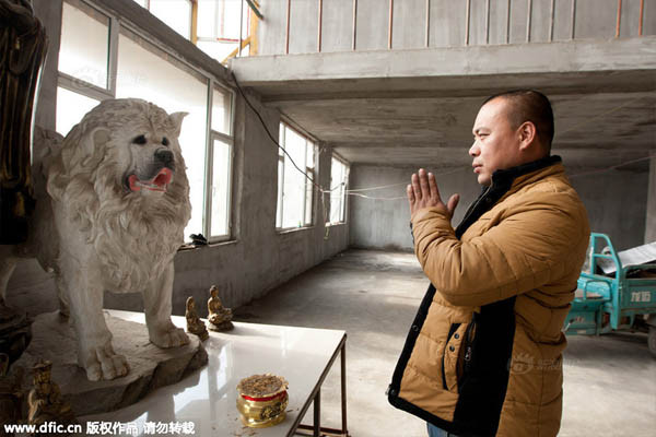 Đại gia Trung Quốc chấp nhận táng gia bại sản cứu đàn chó hoang