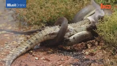 Cá sấu đau đớn quằn quại trong vòng siết của trăn khổng lồ ảnh 3