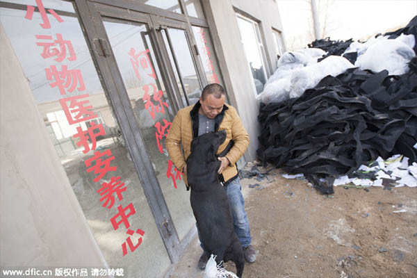 Đại gia Trung Quốc chấp nhận táng gia bại sản cứu đàn chó hoang