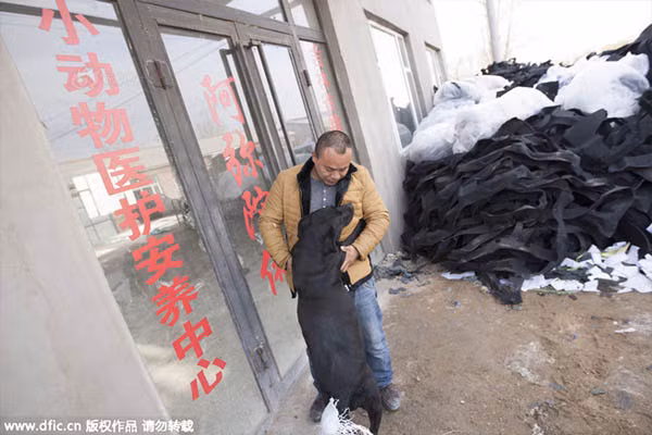 Đại gia Trung Quốc chấp nhận táng gia bại sản cứu đàn chó hoang