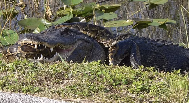 Cá sấu đau đớn quằn quại trong vòng siết của trăn khổng lồ