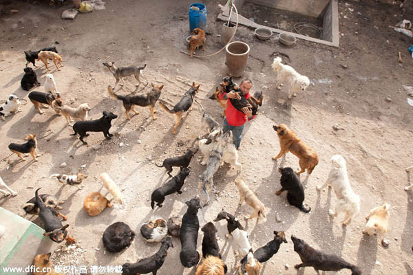 Đại gia Trung Quốc chấp nhận táng gia bại sản cứu đàn chó hoang