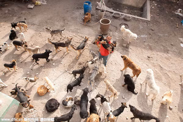 Đại gia Trung Quốc chấp nhận táng gia bại sản cứu đàn chó hoang