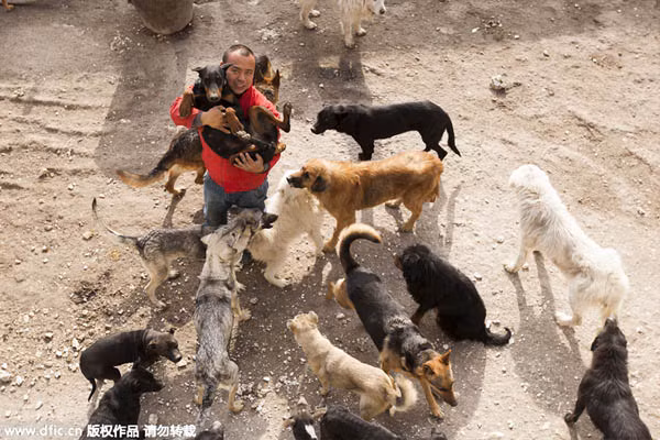 Đại gia Trung Quốc chấp nhận táng gia bại sản cứu đàn chó hoang