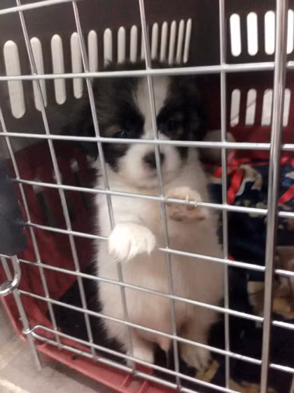 Chú chó thích ôm gấu bông khi ngủ