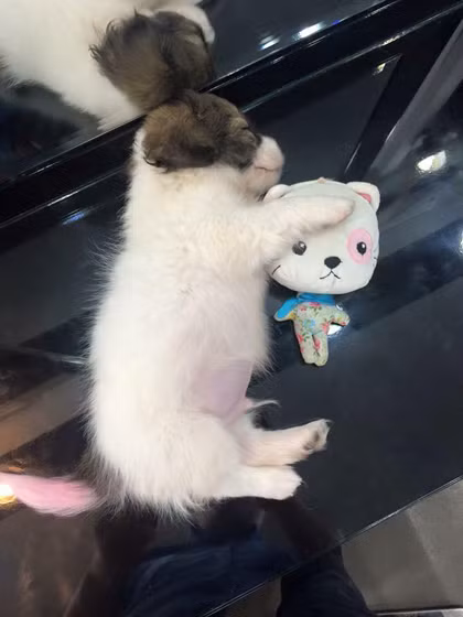 11655097-410434512481574-37387-3515-9729