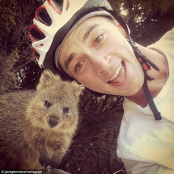 Quokka khá hiền lành và nhút nhát. Nó được coi là miếng mồi ngon đối với những loài động vật săn mồi. Quokka khá hiền lành và nhút nhát. Nó được coi là miếng mồi ngon đối với những loài động vật săn mồi.