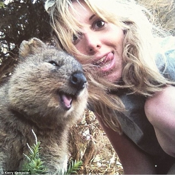 Lông của Quokka khá mịn, màu nâu xám và nhạt dần phía dưới. Lông của Quokka khá mịn, màu nâu xám và nhạt dần phía dưới.