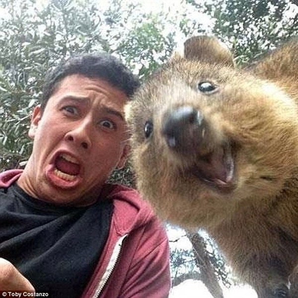 Quokka có thể leo trèo lên những cái cây nhỏ. Quokka có thể leo trèo lên những cái cây nhỏ.