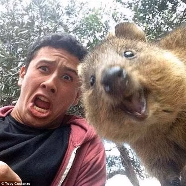 Quokka có thể leo trèo lên những cái cây nhỏ.
