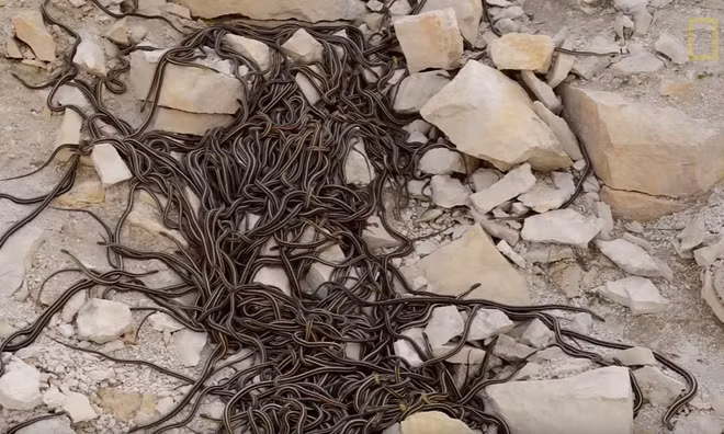 Hang rắn lớn nhất thế giới bừng tỉnh sau giấc ngủ đông ảnh 11