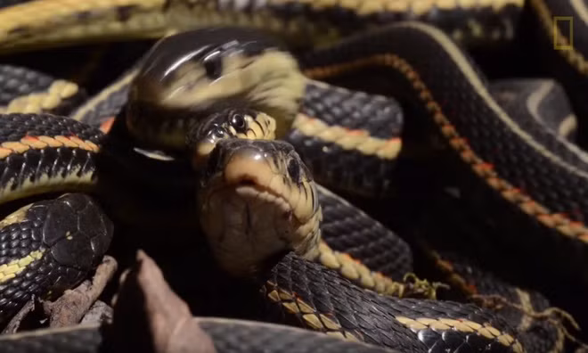 Hang rắn lớn nhất thế giới bừng tỉnh sau giấc ngủ đông