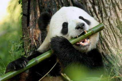 Không riêng gì gấu trúc, 7 loài động vật xấu thậm tệ như thế này cũng đáng được bảo tồn - Ảnh 1 Khong rieng gi gau truc, 7 loai dong vat xau tham te nhu the nay cung dang duoc bao ton - Anh 1