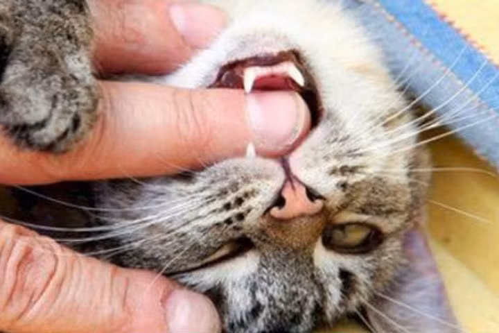 Cảnh báo: Mèo cào có thể chết người