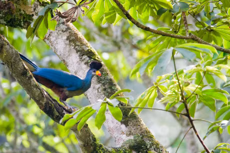 Chiem nguong loai chim chi co o chau Phi - Anh 12