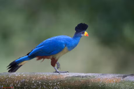 Chiem nguong loai chim chi co o chau Phi - Anh 4